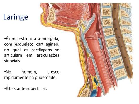 Laringe E Faringe Anatomia
