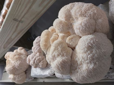 lion mane mushroom how to grow 12