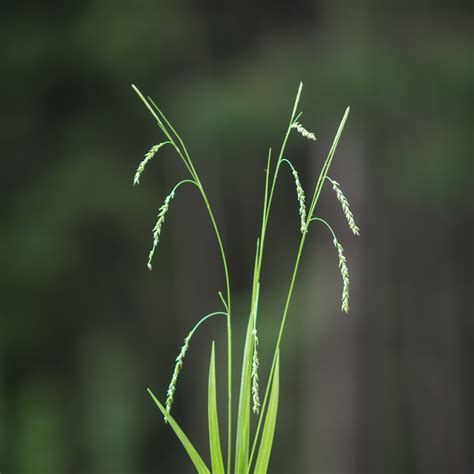 Carex arctata Drooping woodland sedge – Swallowtail Native Plants