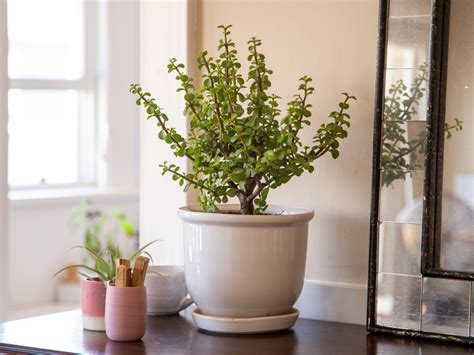 12 Gorgeous Indoor Plants With Round Leaves That Add a Soft Touch to