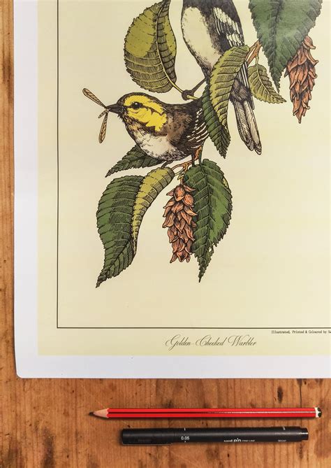 Samuel Humphreys Illustration — Golden-Cheeked Warbler
