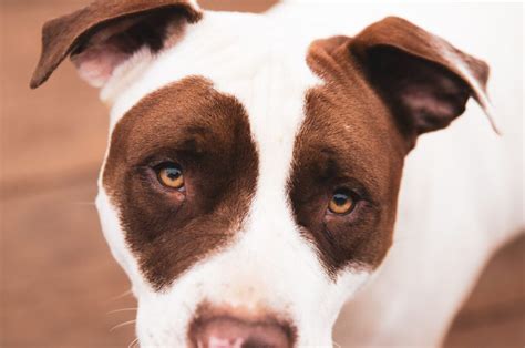 American Bulldog Pitbull Mix: All About These Sweet-Hearted Dogs