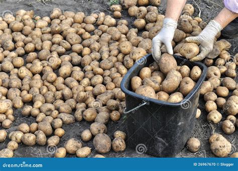 Farmer Harvesting Organic Potatoes Stock Photo - Image of farming, monoculture: 26967670