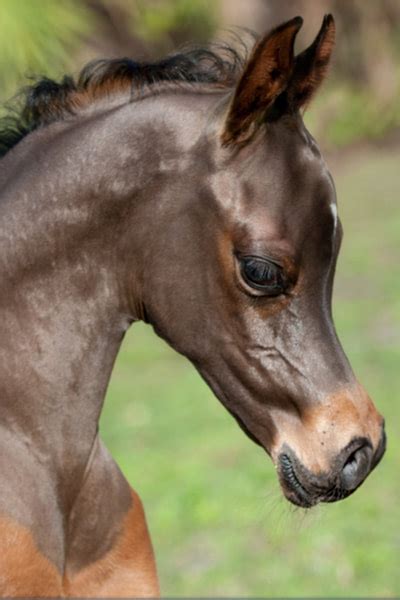 Arabian Horse - gallop to discover