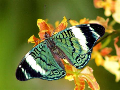 Butterfly Life Cycle - The Caterpillar | picture of butterfly ...
