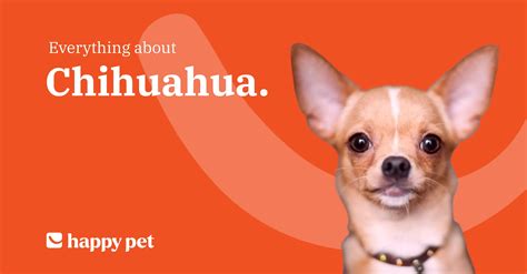 Chihuahua - Description, Price, Temperament & Healthcare
