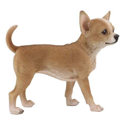 Deer Head Chihuahua For Sale | ppgbbe.intranet.biologia.ufrj.br