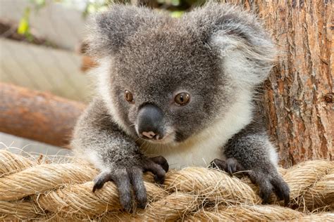 northern rivers koala hospital friends   koala