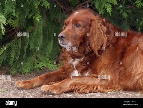 red setter dog stock photo alamy