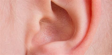 otitis asssa english