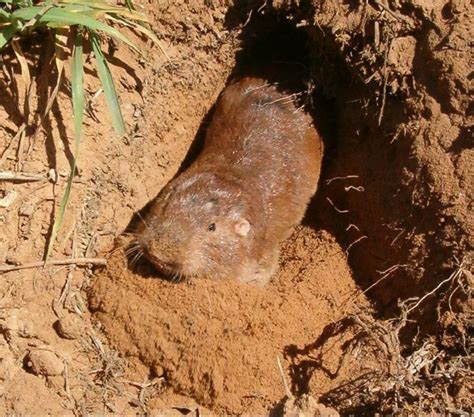 pocket gopher range map  douglas sexton blog