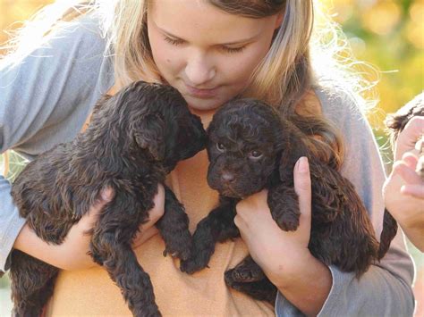 Lagotto Romagnolo Puppies For Sale