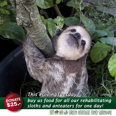 #GivingTuesday Sloth Wish List - Green Heritage Fund Suriname