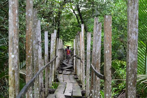 gambar jejak rimba hutan hujan jembatan tali daerah berhutan