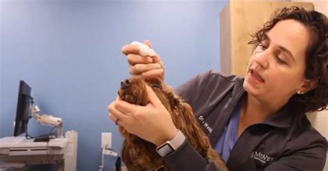 How to Give Your Pet Eye Drops - Video - MedVet
