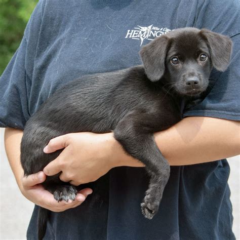 aurora animal shelter 5