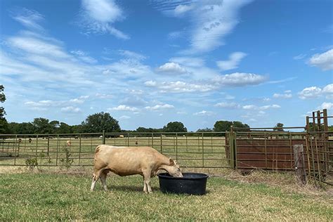 Keep livestock water troughs clean this summer - Texas Farm Bureau