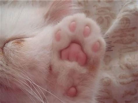 Картинки Лапка котика (37 шт.) - #5471