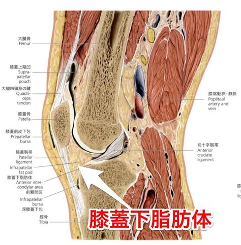 【膝蓋下脂肪体はなぜ悪者にされるのか】歩行と姿勢の分析を活用した治療家のための専門サイト【医療従事者運営】