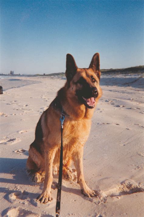 Crate Training for dogs