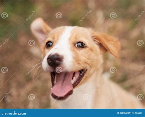 Cute Puppy Portrait. Dog Smiling Stock Image - Image of owner, face ...