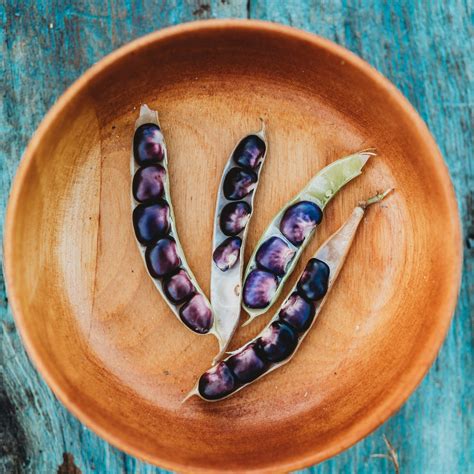 Succotash Bean - Thresh Seed Co.