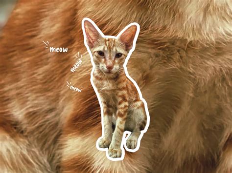 Oriental shorthair cat breed profile