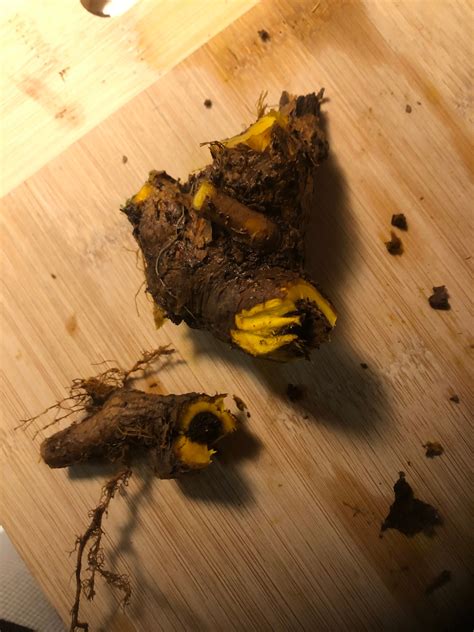 BARberry root tincture- wild foraged tinctured fresh - Buy Online | Foraged