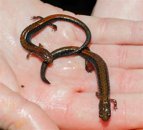 On the Subject of Nature: The Red-Backed Salamander, Plethodon cinereus