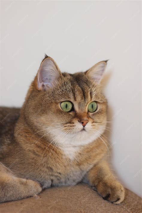Premium Photo | Green eyed british shorthair golden chinchilla