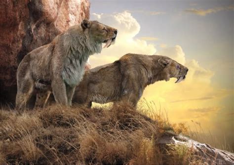 extinct smilodon populator largest    species lions