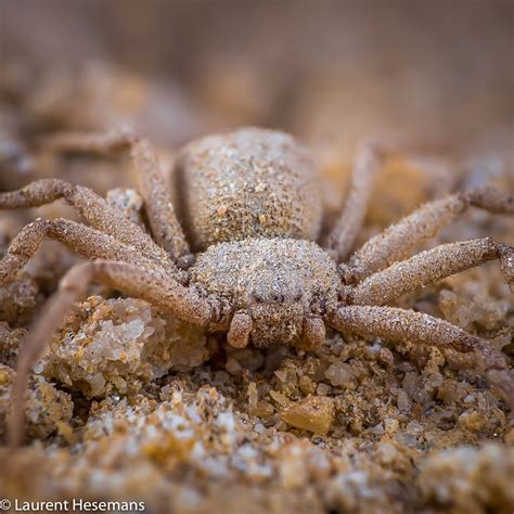 Six-eyed Sand Spiders from Namib-Naukluft Park, , Erongo, NA on August ...