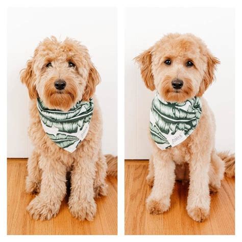 Mini Goldendoodle Haircuts & Grooming Styles