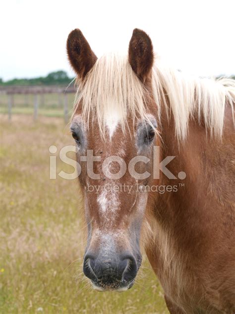 horse stock photo royalty  images freeimages