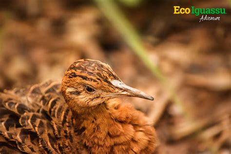 Private tours at Iguassu Falls