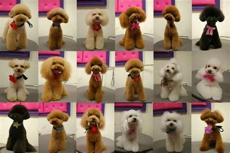 Pin on Dog Grooming Looks & Styles