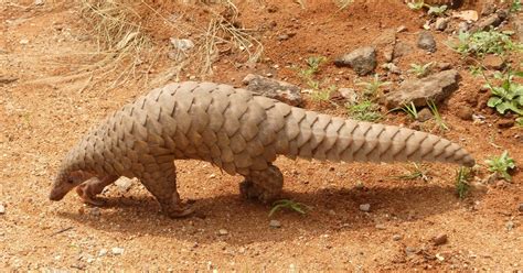 Pangolin: Habits, Diet and Other Facts