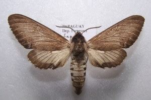 Neogene | Pybio Paraguay Biodiversidad