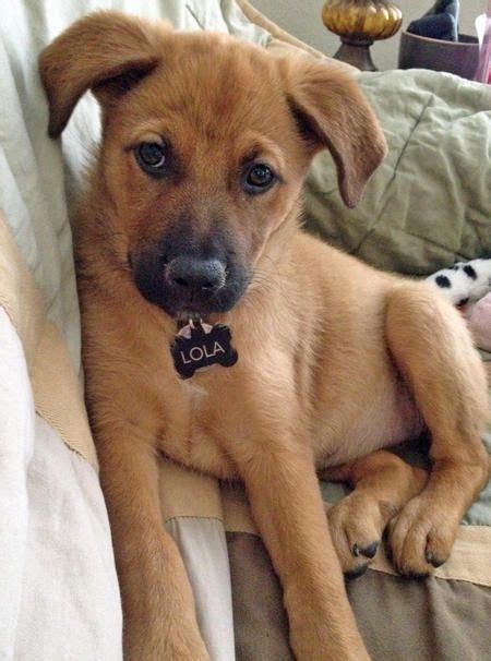Tan German Shepherd Lab Mix Puppy