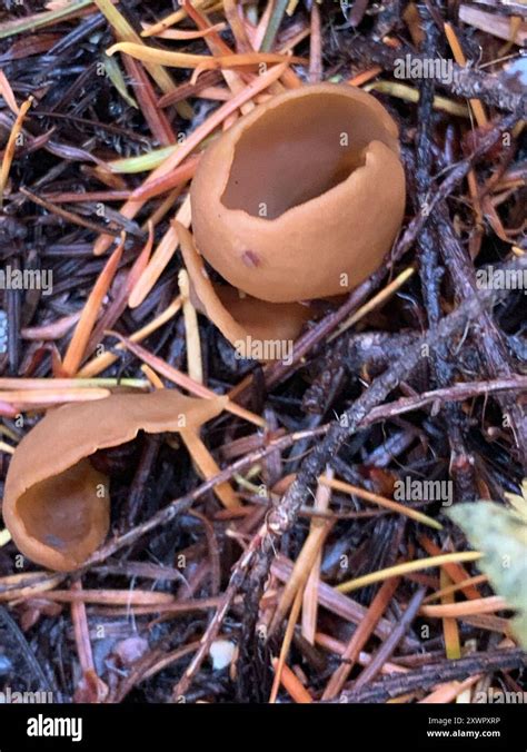 Ascomycete Fungi (Ascomycota) Fungi Stock Photo - Alamy