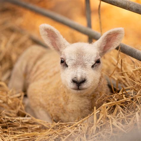 Harbro - Maximise Lamb Growth & Profitability! 🐑 Every lamb counts
