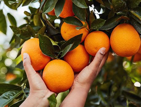 citrus tree abc gardening australia magazine