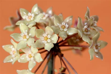 Hoya sp. Rangsan | Vermont Hoyas