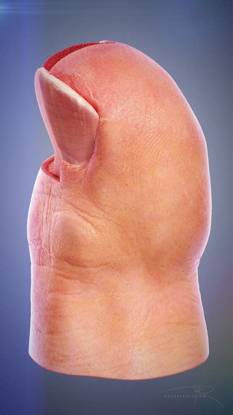 Toe 3D Model | Behance