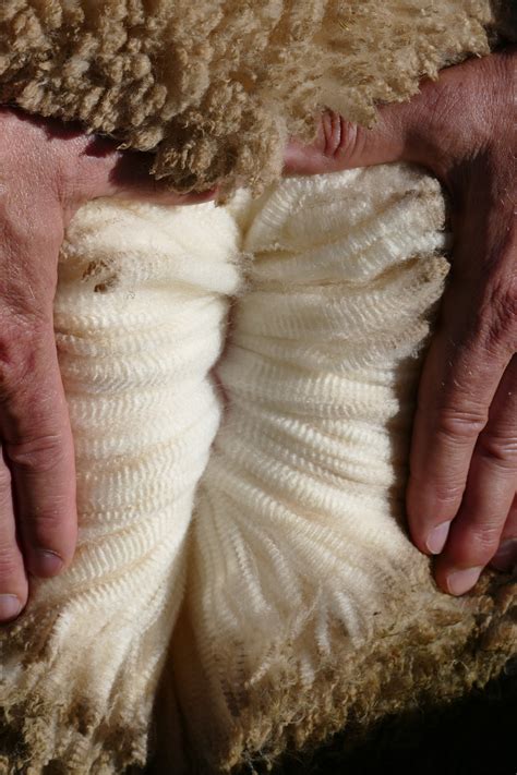 wool types australian wool pj morris wools fremantle western