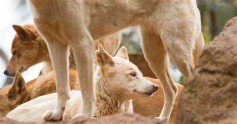 Dingo Behavior - AnimalBehaviorCorner