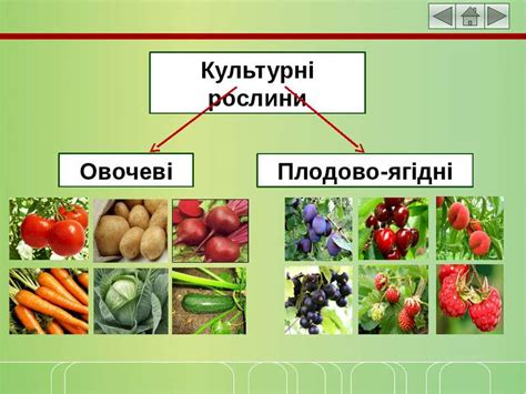 Культурні рослини - презентація з природознавства