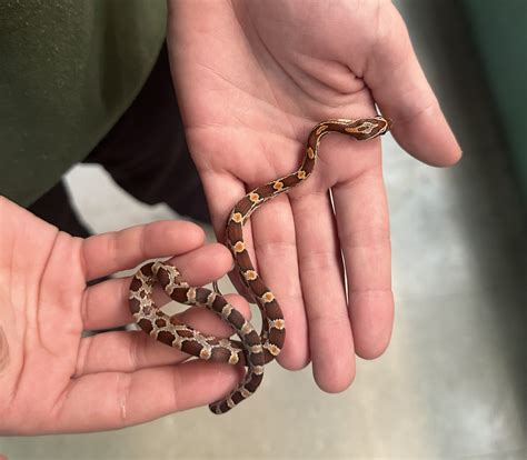 is it normal snake losing weight safely 3