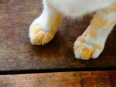cat foot stock  images  backgrounds