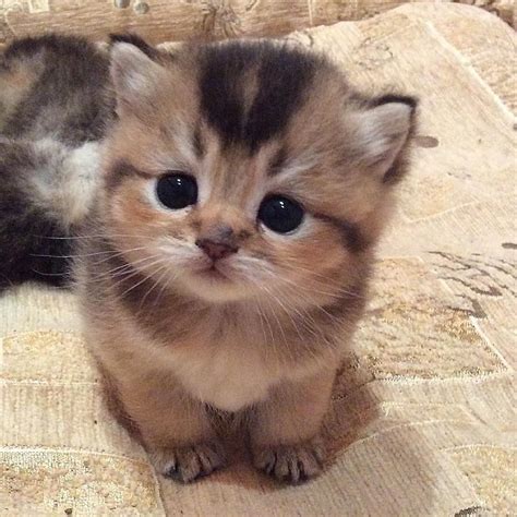 cute kittens
